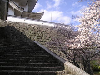 桜も満開。