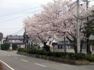 自宅前の桜も満開だ！