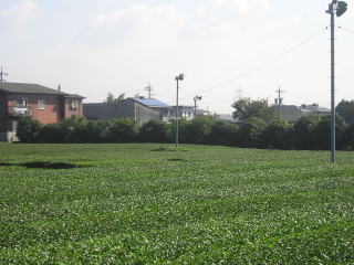 Ｒ３０６、鈴鹿市付近で見つけた茶畑。