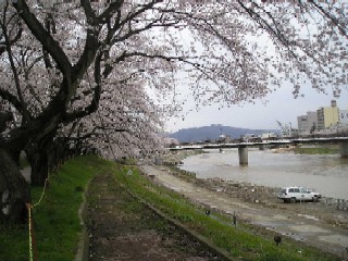 桜並木から桜橋方面を望む。