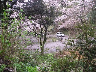足羽山の登山道。初夏にはアジサイが咲き誇る。
