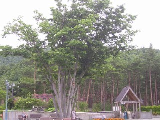 大きなケヤキの木。ケヤケキ（＝目立つ木）という意味で古くは槻（ツキ）と呼ばれた。欅という字は本来中国のシナグルミを指す。