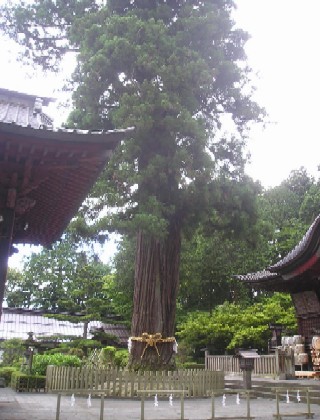 拝殿左脇にある「富士太郎杉」と呼ばれる、樹高30ｍ、目通り幹囲8.2ｍの大杉（吉野スギ）。
