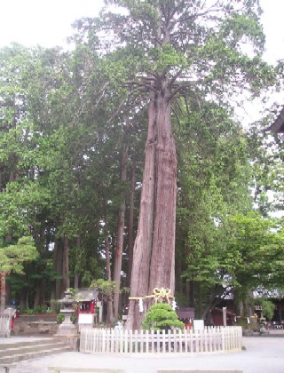 こちらは拝殿右脇にある「富士夫婦檜」。こちらも樹高33ｍ、目通り幹囲7.65ｍの巨木である。
