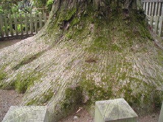 ラッパ状に大きく広がった富士夫婦檜の根
