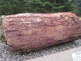 直径90ｃｍ、重さ2,500�s。木が化石になった珪化木。