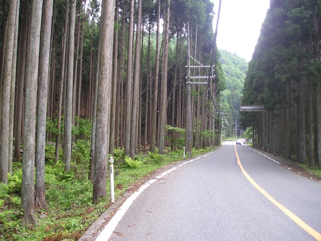 道の両側には美しい北山杉が並び立つ。