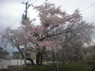 桜が満開。関東より１ヶ月ぐらい遅い