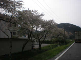 途中見かけた桜の木。もう散りだしていた。