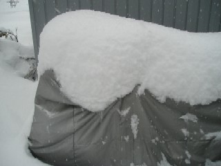 土・日の降雪で、ダボジーはまた雪の中。