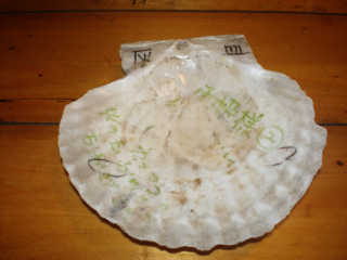 灰皿はホタテの貝殻。