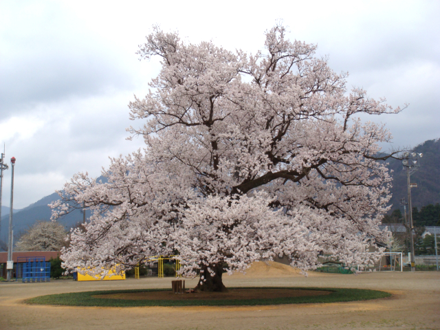 越前市の味真野小学校にある桜の木。